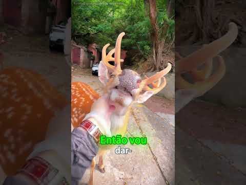 O dia em que virei o massagista pessoal de um cervo 🦌✨ Satisfação pura! #short #funny #Curiosidades