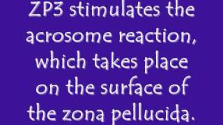 Fertilization - Acrosomal Reaction