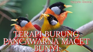 Download lagu TERAPI BURUNG PANCAWARNA MACET BUNYI mp3 Download lagu TERAPI BURUNG PANCAWARNA MACET BUNYI mp3