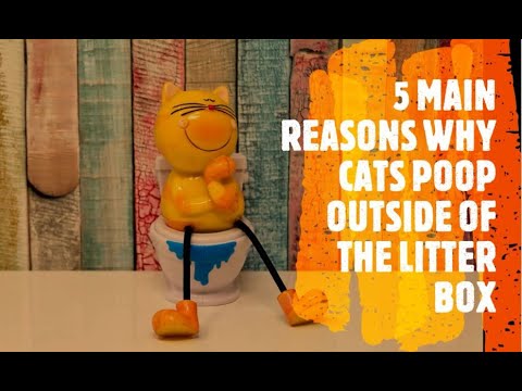 Why do cats poop outside the litter box