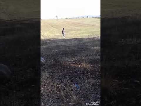 LINDI - FJALA FUNDIT