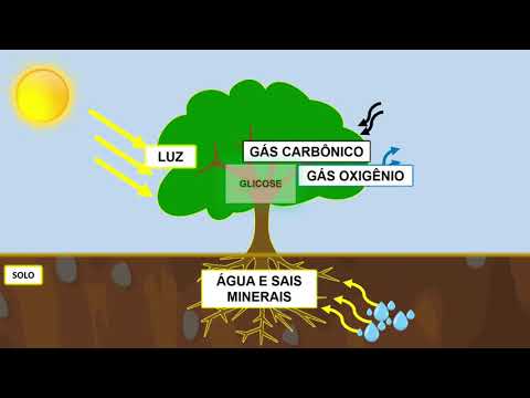 Fotossíntese - animação simples