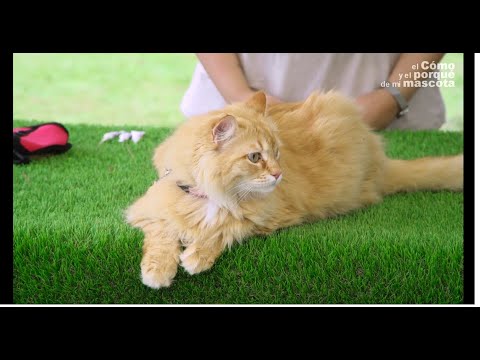 🐈 CATS: Pros and cons of walking your cat and how to do it