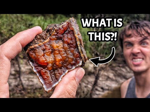 This River is LOADED With WEIRD CRYSTALS Growing Inside 25,000,000 Year Old Coral Fossils?!