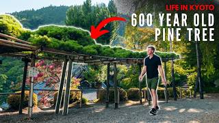 Bonsai in the Wild: The Ancient Pine of Yoshimine-dera