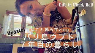 バリ島7年目の暮らしアップデート!#ねこのいる暮らし #海外生活 #バリ#ウブド