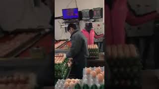 Eps workers Agriculture ko kam kukhura ko egg in korea