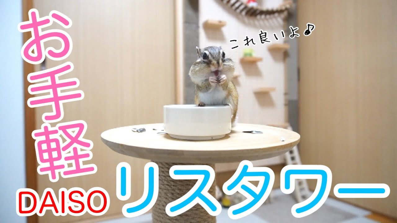 【シマリス】リスと仲良くなれる？！リスタワーを作ってみた！