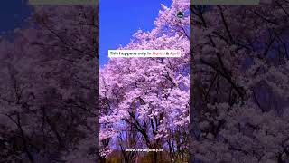 Download lagu Ingin melihat Bunga Sakura di Jepang❤️🥰 mp3