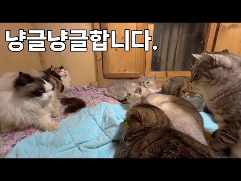산골짜기 터줏 고양이들과 새식구 고양이들의 온돌방 합숙, 미묘한 긴장감이 감돌다.