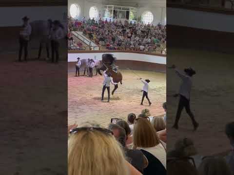 , title : 'How The Andalusian Horses Dance in Spain #shorts'