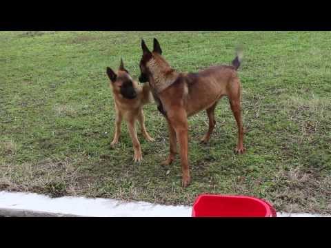Malinois GIOMALI KENNEL