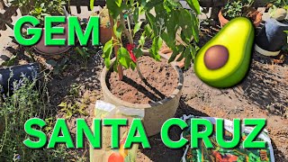 PLANTING A GEM AVOCADO TREE IN A BOTTOMLESS POT IN SANTA CRUZ CALIFORNIA