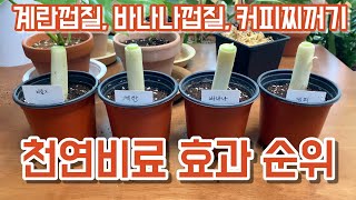 천연비료 효과 순위 공개!! 계란껍질, 바나나껍질, 커피찌꺼기 비료!!
