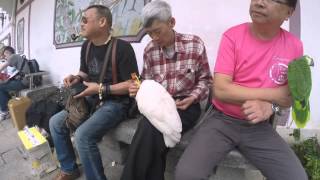 2016-03-06 Yuen Po Street Bird Garden (Timelapse), Hong Kong