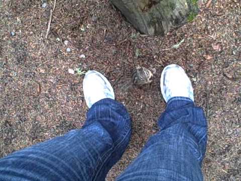 Feeding a Hungry Chipmunk