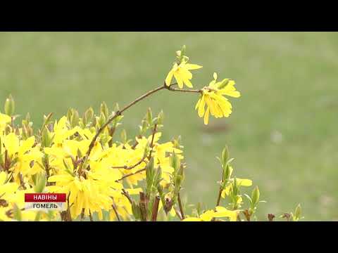 Надвор'е ў Гомелі видео