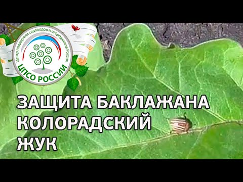 Борьба с колорадским жуком на баклажанах. Выращивание баклажанов.