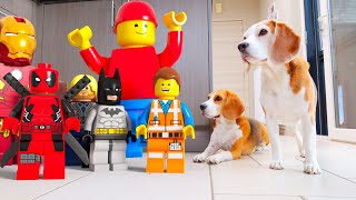 Animations in REAL LIFE vs Funny Dogs 🥳 | LEGO Edition