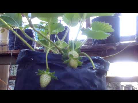 Penantian Berharga by Strawberry