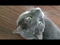 Cats Meowing For Food Like They Ve Never Eaten Before