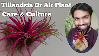 Tillandsia Air Plant Care Guide / How To Pollinate Blooms/Watering / Nandanam Exotics / Nirmal Kumar