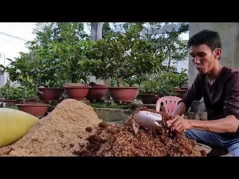 Cách Trộn Chất Trồng Cho Cây Mai Theo Tỷ Lệ 6/4, Giúp Cây Thoát Nước Tốt.