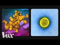 What The Coronavirus Looks Like Up Close