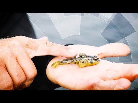 Gobius in Non-Goby Waters