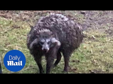 Raccoon dogs terrorise locals and attack animals in Nottinghamshire