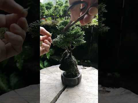 盆栽の手入れ方法は？初心者のためのガーデニングガイド！  庭園