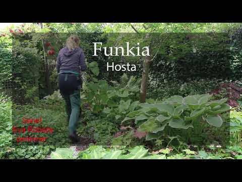 Perenner Avsnitt 11 Funkia