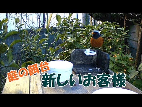 鳥は春に何をしますか ブラックバード 地球に向かって探します モグラ塚 枯れ葉