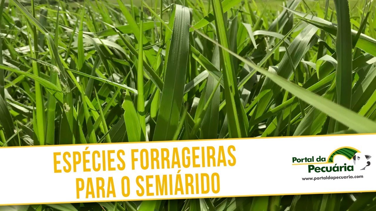 Especies forrageiras para o semiárido