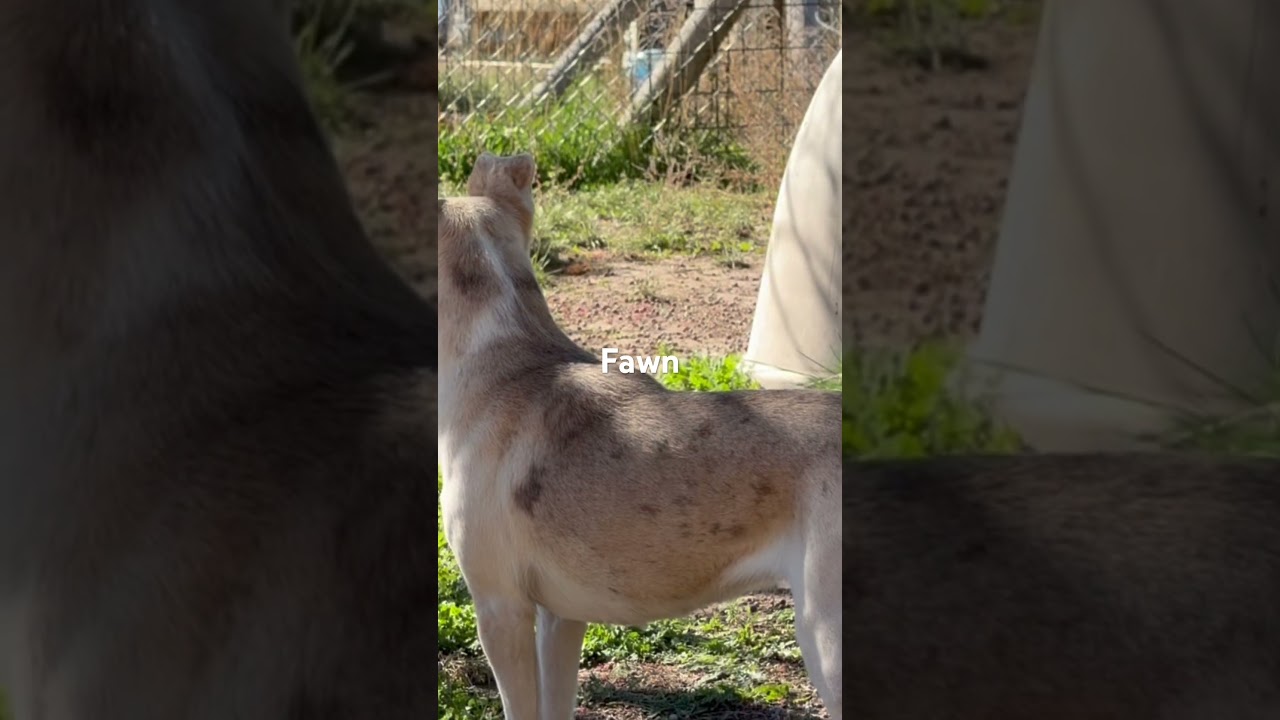 Enlarge Fawn, a Adoptable mixed breed in Durango, CO video 4/4
