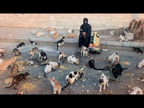 cat videos 2022|cat videos| cat video Pakistan|cat rescue videos|cat video|قطط جده |قطط|video cats