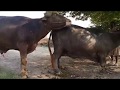 Whistle To Breeding Buffalo In Village