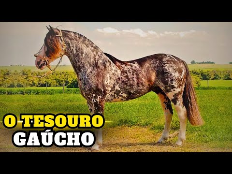 CAVALO CRIOULO: A Lenda Viva das Planícies da América do Sul