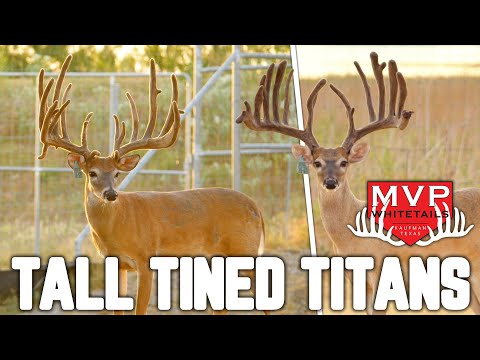 The Most Valuable Bucks with the Most Valuable Pedigrees! | MVP Whitetails 2023