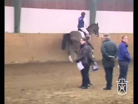 Holsteiner Stute von Cannavaros - Casall - Lord