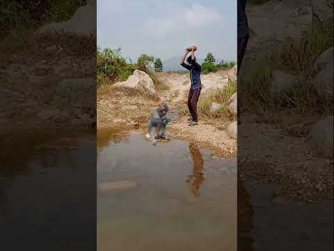 killing monkey#youtubeshorts#viralshort  #shortvideo#monkey killing