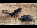 Jungle crows Distinct call to frightened other birds jungle crow (Corvus culminatus) CALL