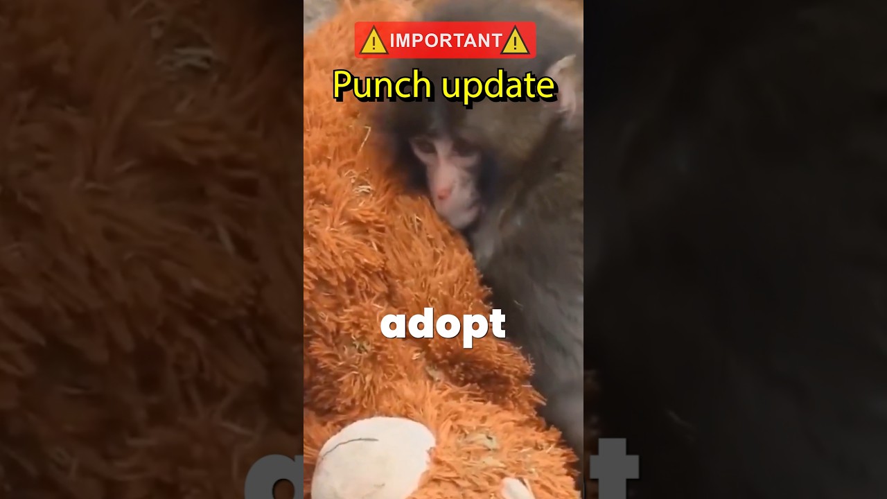 Punch The Monkey 🍌UPDATE 🐒 #がんばれパンチ #punchthemonkey #punch #japan #shorts