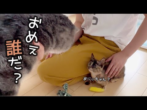 ジェズネリアファミリー