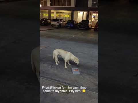 Street dog now getting better.