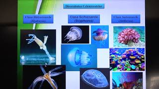 Pregatire de BAC la Biologie Lecția 8: Regnul Animal. Nevertebratele.