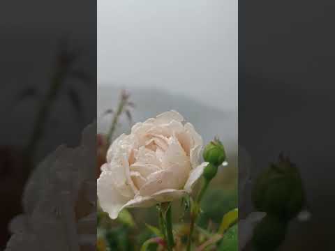 #shimla #nature #dhami #feelthevibes #shimlatour #flower #roseflower #flowerrose #rose