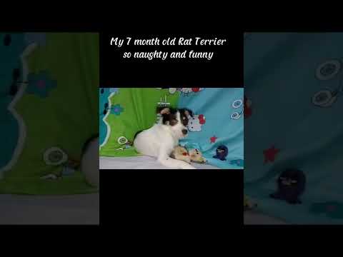 My Naughty 7 Month Old Dog