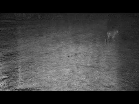 Djuma: Tingana Male Leopard saws a minute before he walks through on patrol - 02:20 - 11/22/18