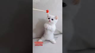 Download lagu Kucing Lucu | Menggemaskan Bermain Stick Bola | 😍😍😍 #11 mp3